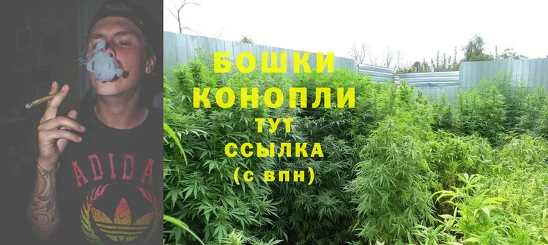 shop наркотические препараты  Ртищево  Бошки марихуана SATIVA & INDICA 